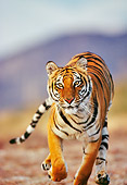 TGR 01 RK0358 14
Bengal Tiger Running On Dirt Towards Camera