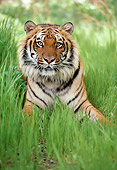 TGR 01 RK0359 04
Head Shot Of Bengal Tiger Laying In Tall Grass Facing Camera
