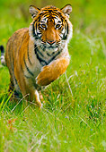 TGR 01 RK0365 01
Bengal Tiger Running On Grass Towards Camera