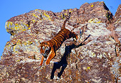 TGR 01 RK0421 04
Bengal Tiger Leaping Off Rocks Blue Sky
