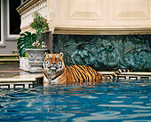TGR 01 RK0461 11
Tiger Laying In Pool