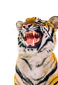 TGR 01 RK0467 03
Head Shot Of Bengal Tiger Growling Studio