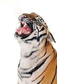 TGR 01 RK0467 09
Head Shot Of Bengal Tiger Growling Studio