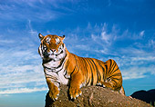 TGR 01 RK0480 03
Bengal Tiger Laying On Top Of Rock Cloudy Blue Sky