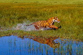 TGR 01 RK0496 31
Bengal Tiger Running In Marsh