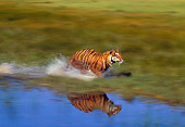 TGR 01 RK0496 35
Bengal Tiger Running In Marsh