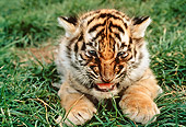 TGR 01 RK0571 05
Bengal Tiger Cub On Grass