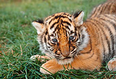 TGR 01 RK0571 07
Bengal Tiger Cub On Grass