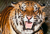 TGR 01 RK0628 10
Head Shot Of Bengal Tiger Growling