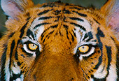 TGR 01 RK0629 08
Bengal Tiger Eyes