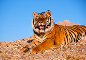 TGR 01 RK0631 18
Bengal Tiger Laying On Rocks