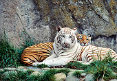 TGR 01 RK0669 01
Copper And White Tiger Laying Together Against Rock