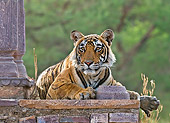TGR 01 WF0005 01
Bengal Tiger Female Resting On Old Temple