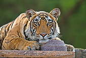 TGR 01 WF0006 01
Bengal Tiger Female Resting On Old Temple