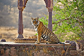 TGR 01 WF0008 01
Bengal Tiger Female Sitting In Old Temple