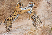 TGR 01 WF0010 01
Adult Female Bengal Tiger Fighting With Young Tiger