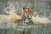 TGR 01 WF0012 01
Bengal Tiger Running Through Water