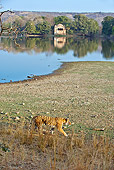 TGR 01 WF0014 01
Bengal Tiger Walking By Lake