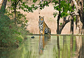 TGR 01 WF0017 01
Bengal Tiger Male Sitting By Lake