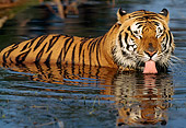 TGR 01 LS0001 01
Bengal Tiger Standing In Shoulder-Deep Water While Drinking