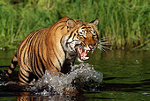 TGR 01 LS0002 01
Bengal Tiger Growling And Wading In Shallow Water Along Bank