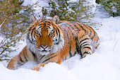 TGR 01 NE0001 01
Bengal Tiger Laying In Snow By Trees