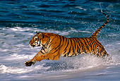 TGR 01 RK0007 08
Bengal Tiger Running And Splashing In Ocean
