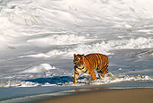 TGR 01 RK0008 02
Bengal Tiger Walking In Surf