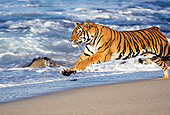 TGR 01 RK0012 18
Bengal Tiger Running On Wet Sand By Rocks