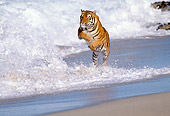 TGR 01 RK0027 02
Bengal Tiger Running And Jumping Over Waves On Wet Sand