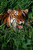 TGR 01 RK0071 01
Head Shot Of Bengal Tiger In Tall Grass