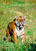 TGR 01 RK0076 01
Bengal Tiger Standing On Open Grass Facing Camera Mouth Open