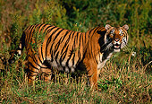 TGR 01 RK0077 01
Bengal Tiger Standing On Open Grass Field Facing Camera Mouth Open