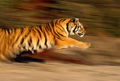 TGR 01 RK0079 02
Bengal Tiger Running On Sand By Plants Blurry Shot