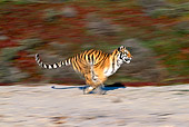TGR 01 RK0079 13
Bengal Tiger Running On Sand By Plants Blurry Shot