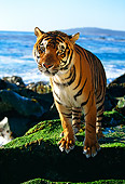 TGR 01 RK0082 21
Bengal Tiger Sitting On Moss Covered Rocks Facing Camera Ocean In Background