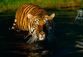 TGR 01 RK0092 05
Bengal Tiger Standing In Water Facing Camera
