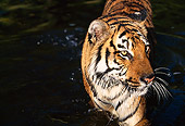 TGR 01 RK0092 18
Bengal Tiger Standing In Water Facing Camera