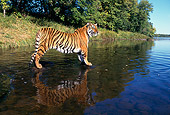 TGR 01 RK0103 01
Profile Of Bengal Tiger Standing On Rock In The Middle Of Water Grass Trees And Blue Sky