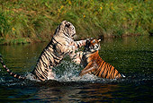 TGR 01 RK0108 05
White And Orange Bengal Tigers Playing In Water