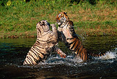 TGR 01 RK0108 10
White And Orange Bengal Tigers Playing In Water