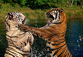 TGR 01 RK0109 05
Profile Of Two Bengal Tigers Playing On Hind Feet Splashing Water