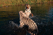 TGR 01 RK0110 03
Two Bengal Tigers Playing In Water Jumping On Top Of Each Other Splashing Water Grass Bckgrn