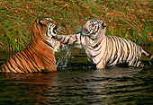 TGR 01 RK0110 15
Two Bengal Tigers Playing In Water Jumping On Top Of Each Other Splashing Water Grass Bckgrn