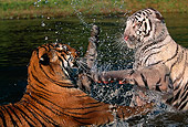 TGR 01 RK0111 03
Close Up Of Two Bengal Tigers Playing And Splashing In Water