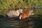 TGR 01 RK0116 01
Two Bengal Tigers Standing In Water Looking Back Grass Background