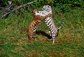 TGR 01 RK0117 08
Two Bengal Tigers Standing On Hind Legs Playing In Brush By Trees