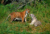 TGR 01 RK0120 04
White Tiger Laying On Grass With Orange Tiger By Tall Grass And Trees