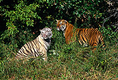 TGR 01 RK0122 04
Two Bengal Tigers Standing Together In Grass Field By Trees