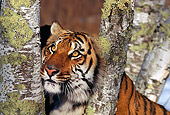 TGR 01 RK0126 02
Head Shot Of Bengal Tiger Sticking Its Head In Between Fork Of Tree Branch